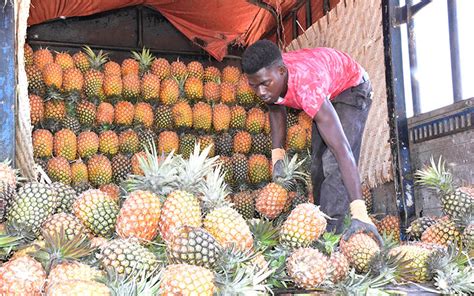 PRODUCTION GUIDE FOR PINEAPPLE .